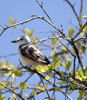 Scissor tailed Flycatcher